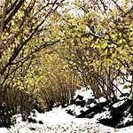 Fenetre Sur Les Cretes Vosgiennes *