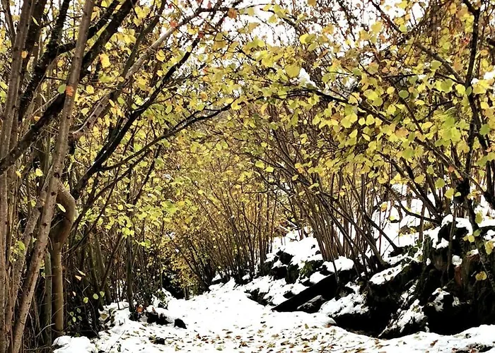 Fenetre Sur Les Cretes Vosgiennes *